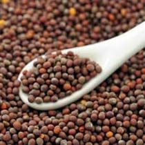 Black Mustard Seeds