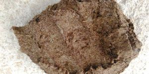 Cow Dung Cakes
