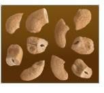 Scorched Butts Cashew Kernels