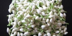 Fresh Jasmine Flower