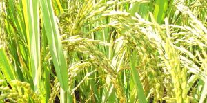 Rice Thresher