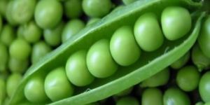 Fresh Green Peas