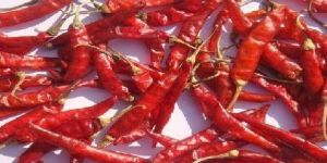 Dry Red Chilli