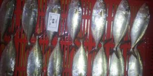 Frozen Indian Mackerel Fish