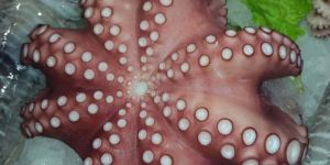 Frozen Octopus