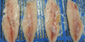 Frozen Reef Cod Fish