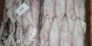 Frozen Squid Fish