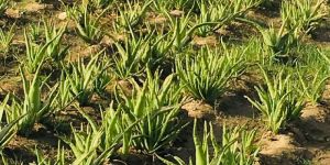 Fresh Aloe Vera Leaf