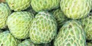 Fresh Custard Apple