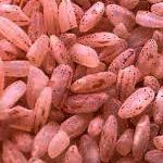 Red Matta Rice
