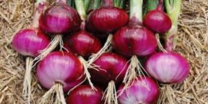 Fresh Red Onions