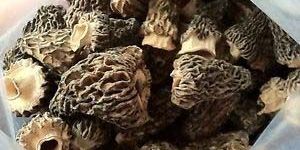 Dried Morels