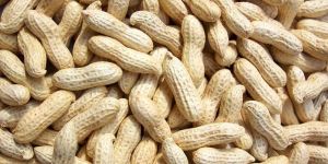 Groundnut