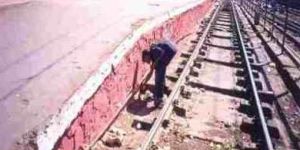 Rodent Control Services