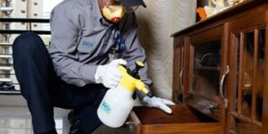 Wood Borer Control Services