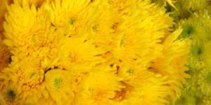 Chrysanthemums Flower
