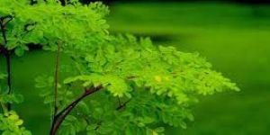 Moringa Oleifera Leaves