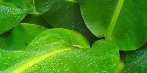 Banana Leaf