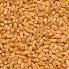 Wheat Seeds