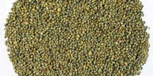 Sorghum Seeds