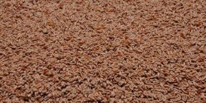 Psyllium Seeds