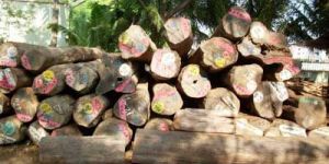 Burma Teak Logs