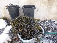 Seaweed Fertilizer