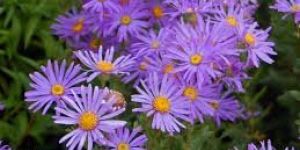 Fresh Aster Flowers