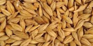 Barley Seeds