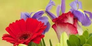 Fresh Gerbera Flowers