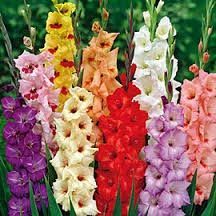 Fresh Gladiolus Flowers