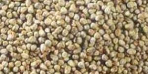 Millet Seeds