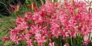 Fresh Nerine Flowers