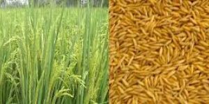 Paddy Seeds