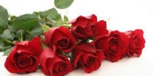 Fresh Rose Flowers