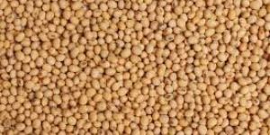 Sorghum Seeds