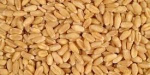 Wheat Seeds