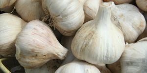 Garlic