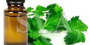 Coriander Oil