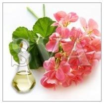 Geranium Oil