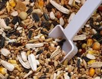 Bird Seed
