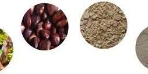 Tamarind Kernel Powder