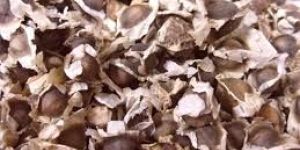 Moringa Seeds