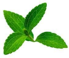Stevia Leaves