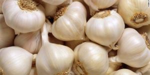 Fresh Garlic