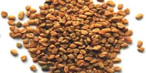 Fenugreek