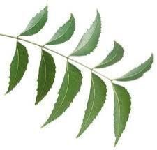 Neem Powder