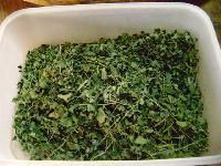 Moringa Dried Leaves