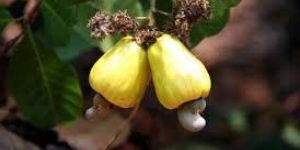 Cashew Nut Plants