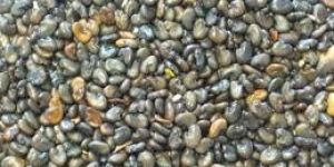 Sunhemp Seeds